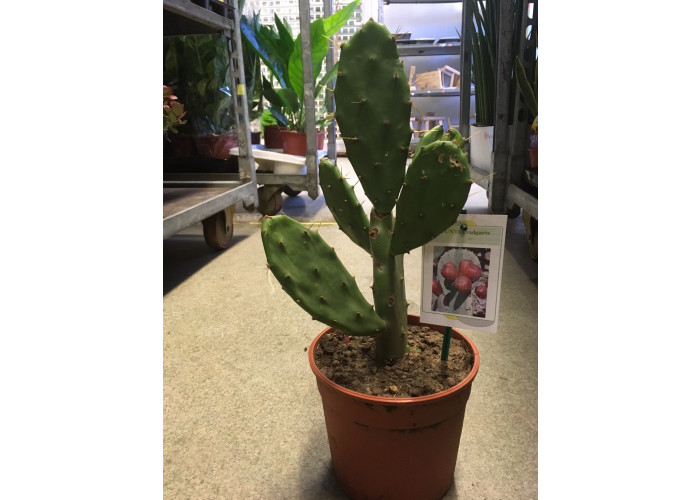 Kaktus #4