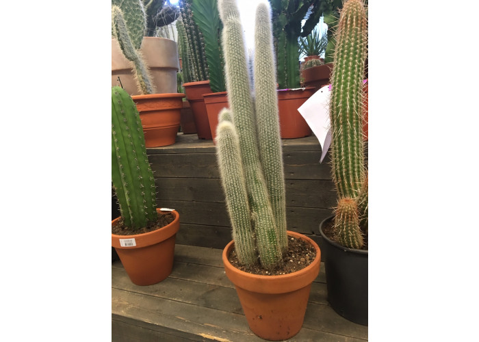 Kaktus #9