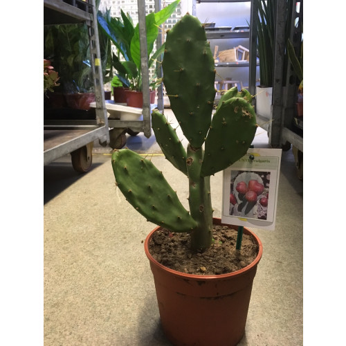 Kaktus #4