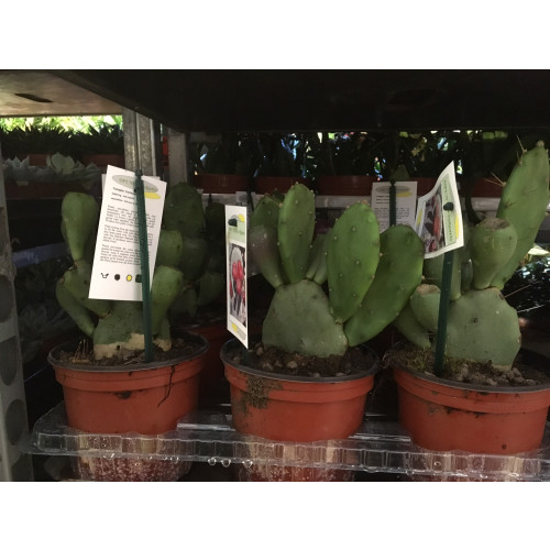 Kaktus #6