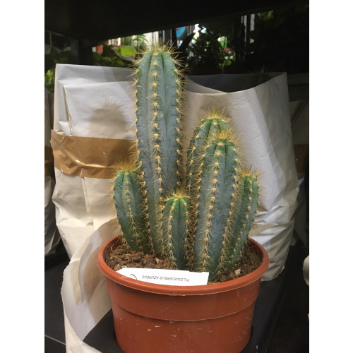 Kaktus #7