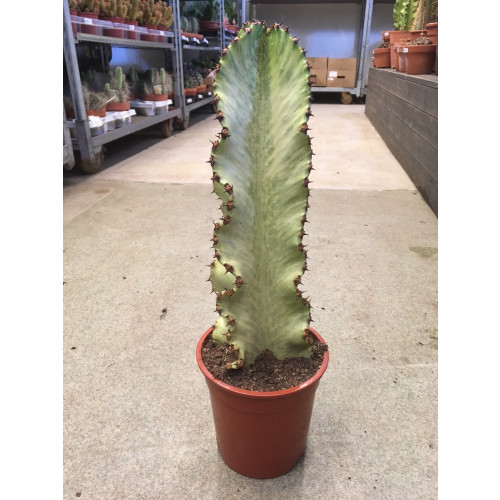 Kaktus #8