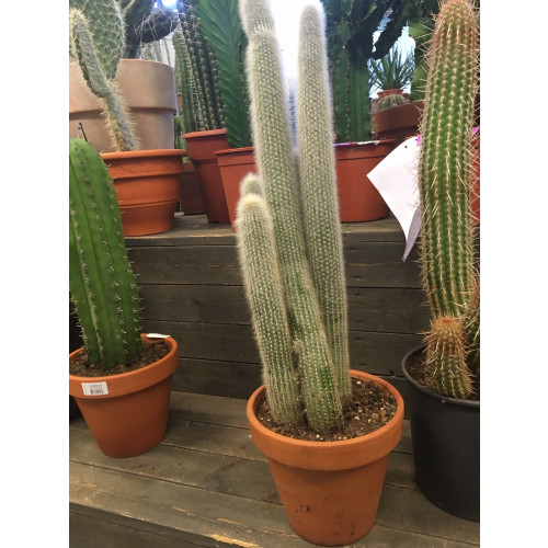 Kaktus #9